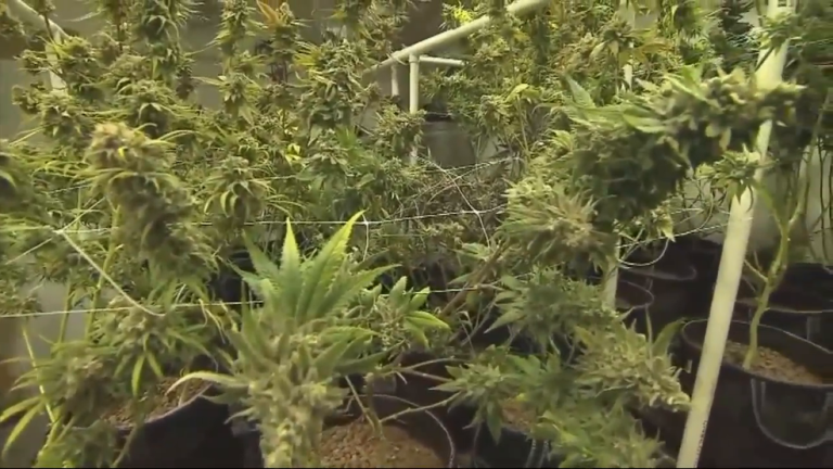 Alabama Court Voids Order Blocking Medical Cannabis Licensing Process