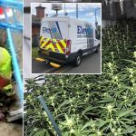 Fake Electricity Workers Dug Up Streets To Power £21,000,000 Cannabis Farms
