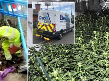 Fake Electricity Workers Dug Up Streets To Power £21,000,000 Cannabis Farms