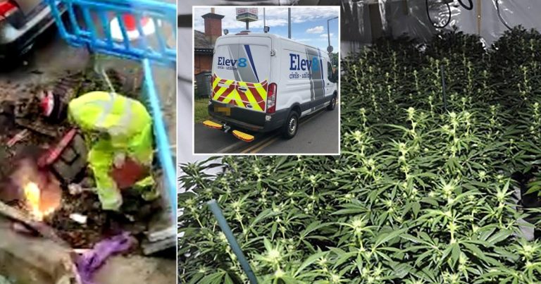 Fake Electricity Workers Dug Up Streets To Power £21,000,000 Cannabis Farms
