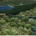 Court Ruling Advances Medical Cannabis Licensing 4 Appeals Court Strikes Down Case Holding Back Medical Cannabis Licenses