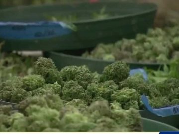 Appeals Court Strikes Down Case Holding Back Medical Cannabis Licenses