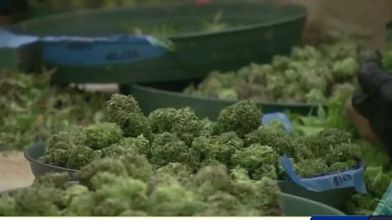 Appeals Court Strikes Down Case Holding Back Medical Cannabis Licenses