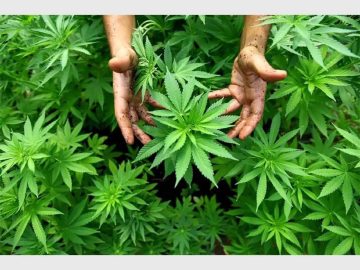 Cannabis edibles ban queried | The Witness