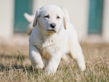 Why is CBD becoming more popular in pet products?