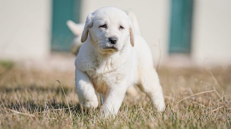 Why is CBD becoming more popular in pet products?