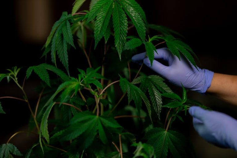 How Large-Scale Operators Can Achieve Craft-Quality Cannabis