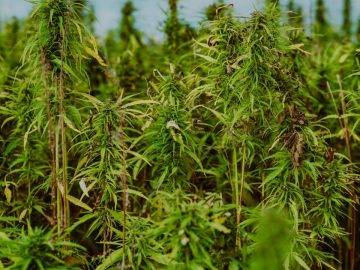 Australian Hemp Forum To Focus On Building Materials