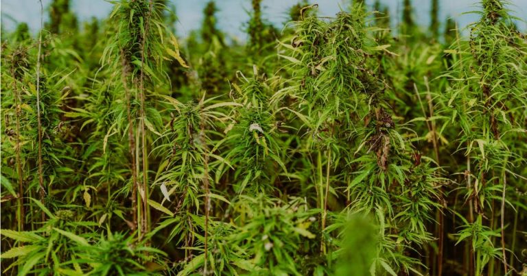 Australian Hemp Forum To Focus On Building Materials
