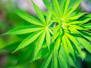Pain Can Motivate Young Adults To Co-Use Alcohol And Cannabis