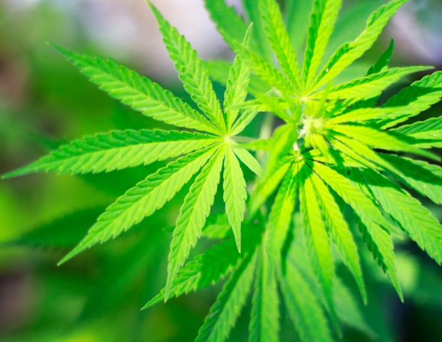 Pain Can Motivate Young Adults To Co-Use Alcohol And Cannabis