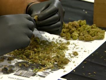 Senators want big changes in Hawaiis medical marijuana laws