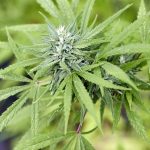 Cannabis Clubs in Sorge: Erwartungen nicht erfüllt 3 “Das Cannabisgesetz Hat Unsere Erwartungen Nicht Erfllt”: Warum Cannabis Clubs Bangen Mssen