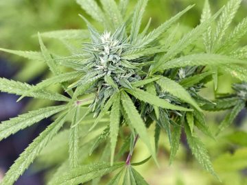 “Das Cannabisgesetz Hat Unsere Erwartungen Nicht Erfllt”: Warum Cannabis Clubs Bangen Mssen