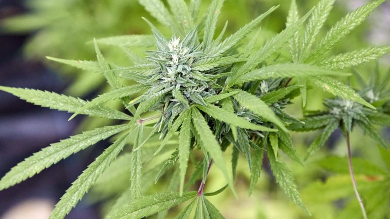 “Das Cannabisgesetz Hat Unsere Erwartungen Nicht Erfllt”: Warum Cannabis Clubs Bangen Mssen