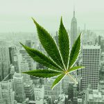 Finding Local Weed Dispensaries in NYC 3 Searching For Weed Near Me In NYC? Try This First | StupidDOPE