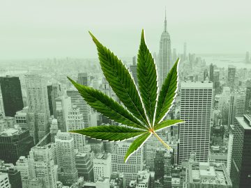 Searching For Weed Near Me In NYC? Try This First | StupidDOPE