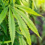 CBD Extracts May Alleviate Autism Symptoms 3 Cannabis extract CBD could reduce autism symptoms, study shows