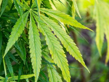 Cannabis extract CBD could reduce autism symptoms, study shows