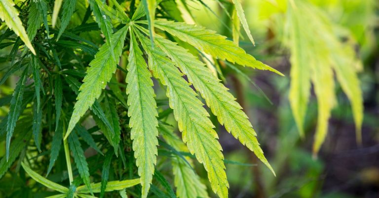 Cannabis extract CBD could reduce autism symptoms, study shows