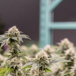 Growing Cannabis On The Old Family Farm