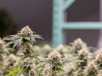 Growing Cannabis On The Old Family Farm