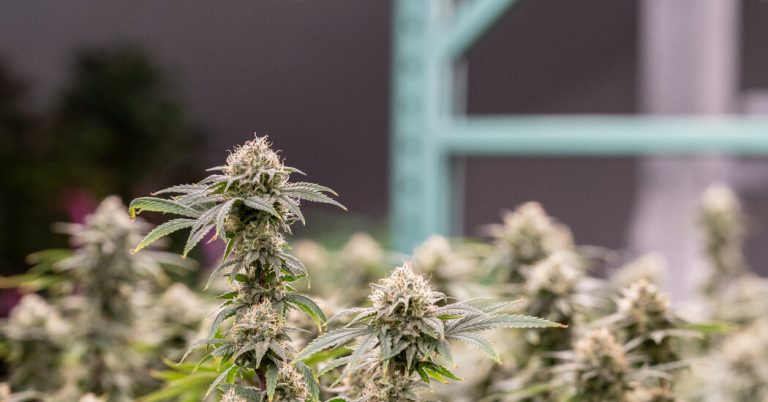 Growing Cannabis On The Old Family Farm