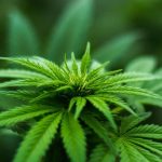 Cannabis extract can help improve behavior in autistic children: study