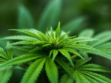 Cannabis extract can help improve behavior in autistic children: study