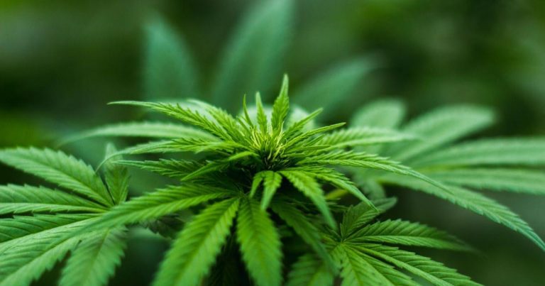 Cannabis extract can help improve behavior in autistic children: study