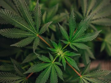 Tariffs And Vape Ban Could Push Californias Cannabis Market Further Underground