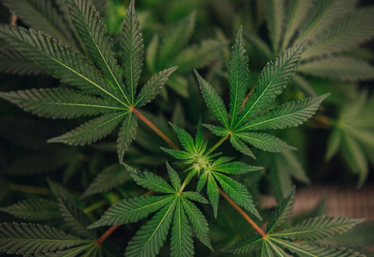 Tariffs And Vape Ban Could Push Californias Cannabis Market Further Underground