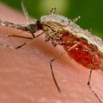 Hemp Seed Oil: A Potential Ally Against Malaria 3 Could Hemp Seed Oil Play A Role In Malaria Prevention?
