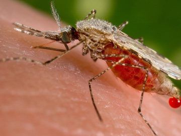 Could Hemp Seed Oil Play A Role In Malaria Prevention?