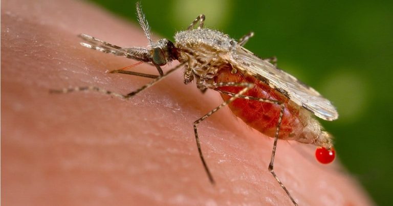 Could Hemp Seed Oil Play A Role In Malaria Prevention?