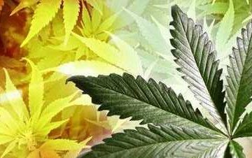 Missouri Cannabis Regulators Revoke 25 Microbusiness Licenses For Violations