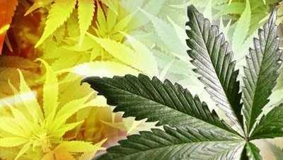 Missouri Cannabis Regulators Revoke 25 Microbusiness Licenses For Violations