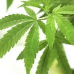 Olmsted County Commissioners Reject $100K Financing Requirement For Cannabis Retailers