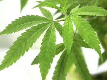 Olmsted County Commissioners Reject $100K Financing Requirement For Cannabis Retailers