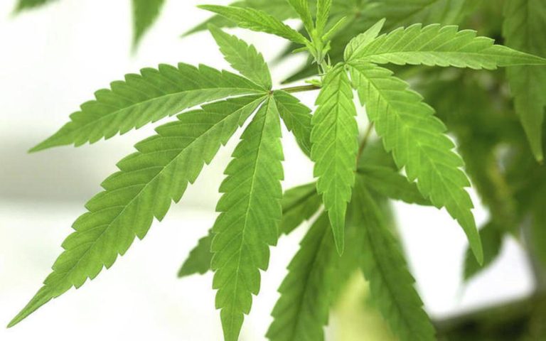 Olmsted County Commissioners Reject $100K Financing Requirement For Cannabis Retailers