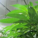 NH Senate Delays Home-Grow Cannabis Legislation 4 NH Senate Tables Home-Grow Cannabis Bill