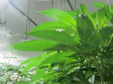 NH Senate Tables Home-Grow Cannabis Bill