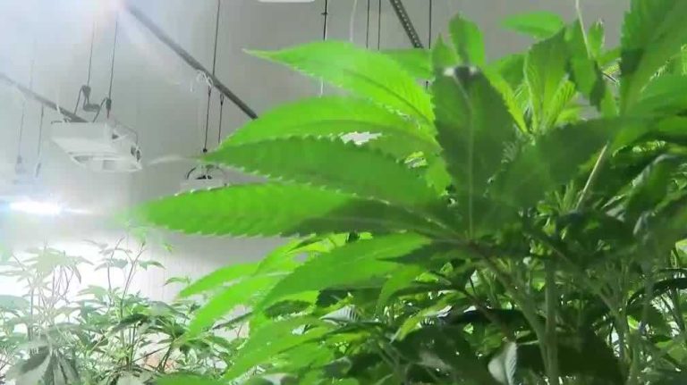 NH Senate Tables Home-Grow Cannabis Bill