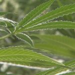 Alabama Court Overturns Medical Cannabis Licenses Awarded In 2023