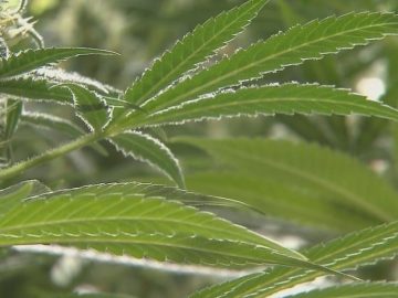 Alabama Court Overturns Medical Cannabis Licenses Awarded In 2023