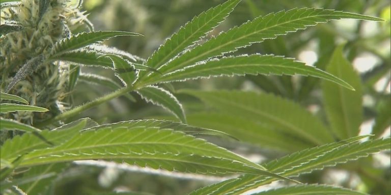 Alabama Court Overturns Medical Cannabis Licenses Awarded In 2023