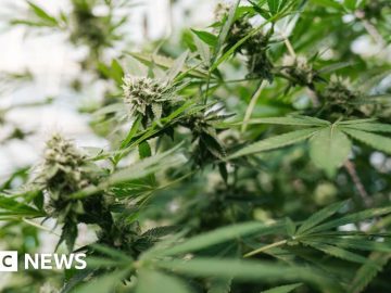 UK Claims 90% Drop In Mail-Order Cannabis From Thailand
