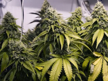 Landlord Allowed Rentals To Be Used To Grow Cannabis