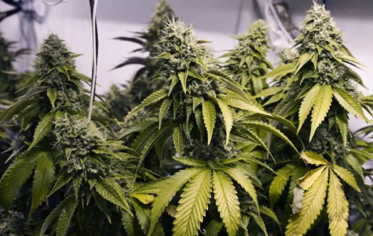 Landlord Allowed Rentals To Be Used To Grow Cannabis