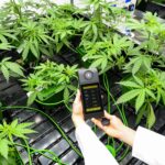"CBD Cannabis in Italy: Security and Production Challenges" 4 CBD cannabis in Italy: security decree, closures and production